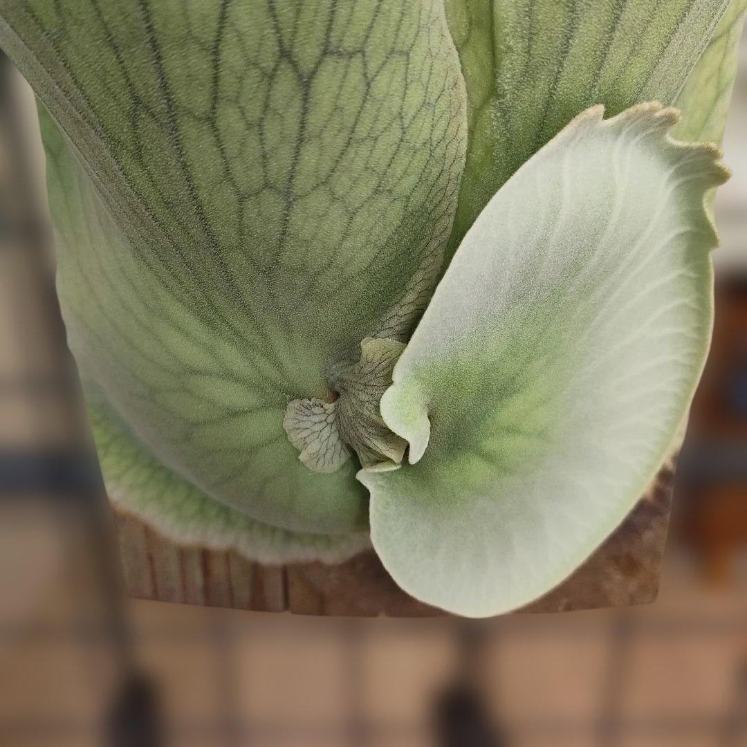 P.holttumii 現品