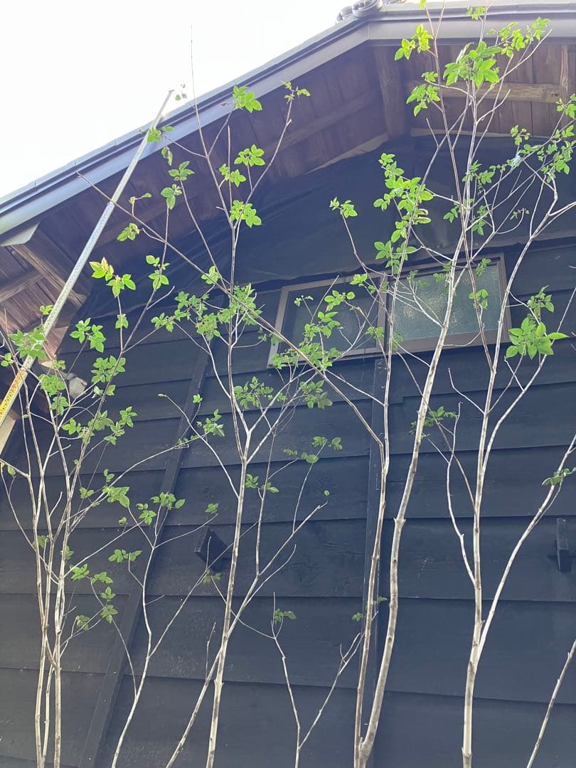 92 山採り　アオダモ