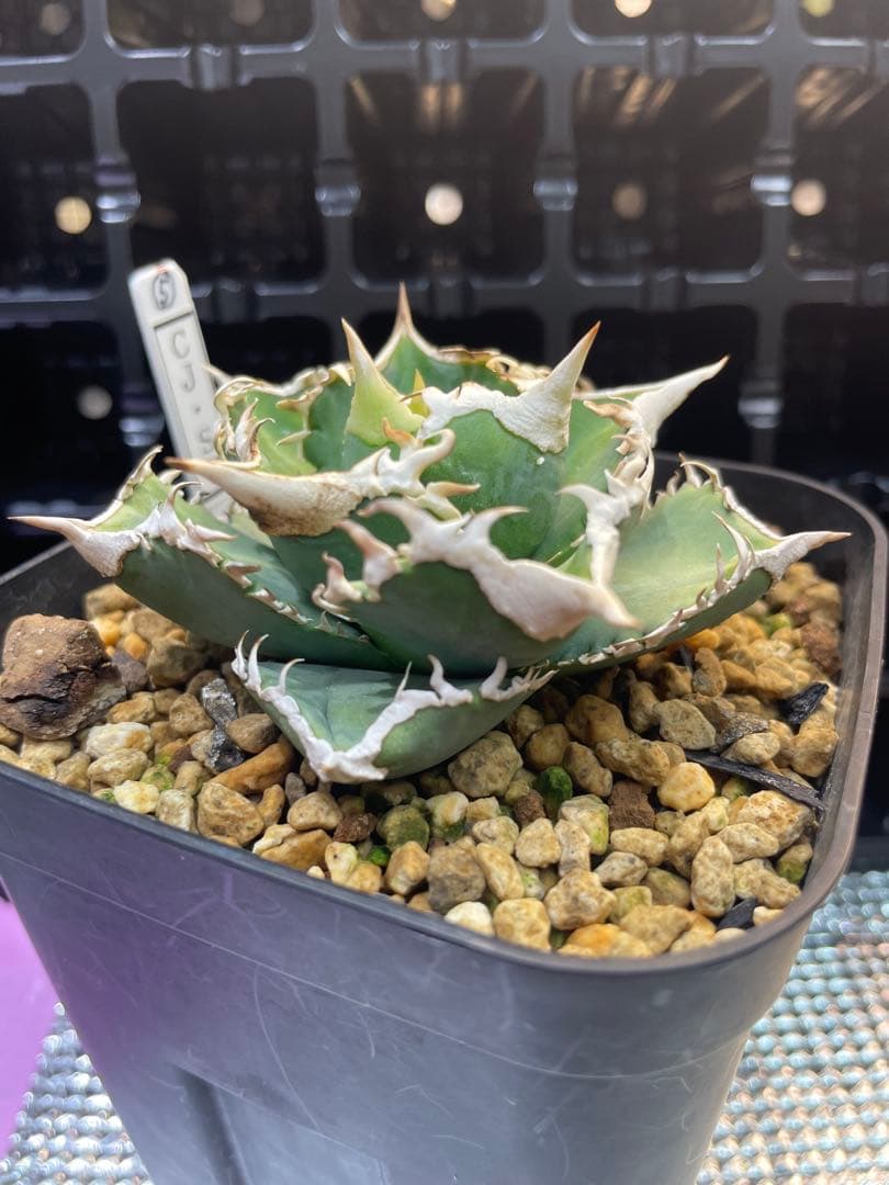 TAKENOKO SHOP アガベチタノタホオジロザメCJスペシャル ⑤