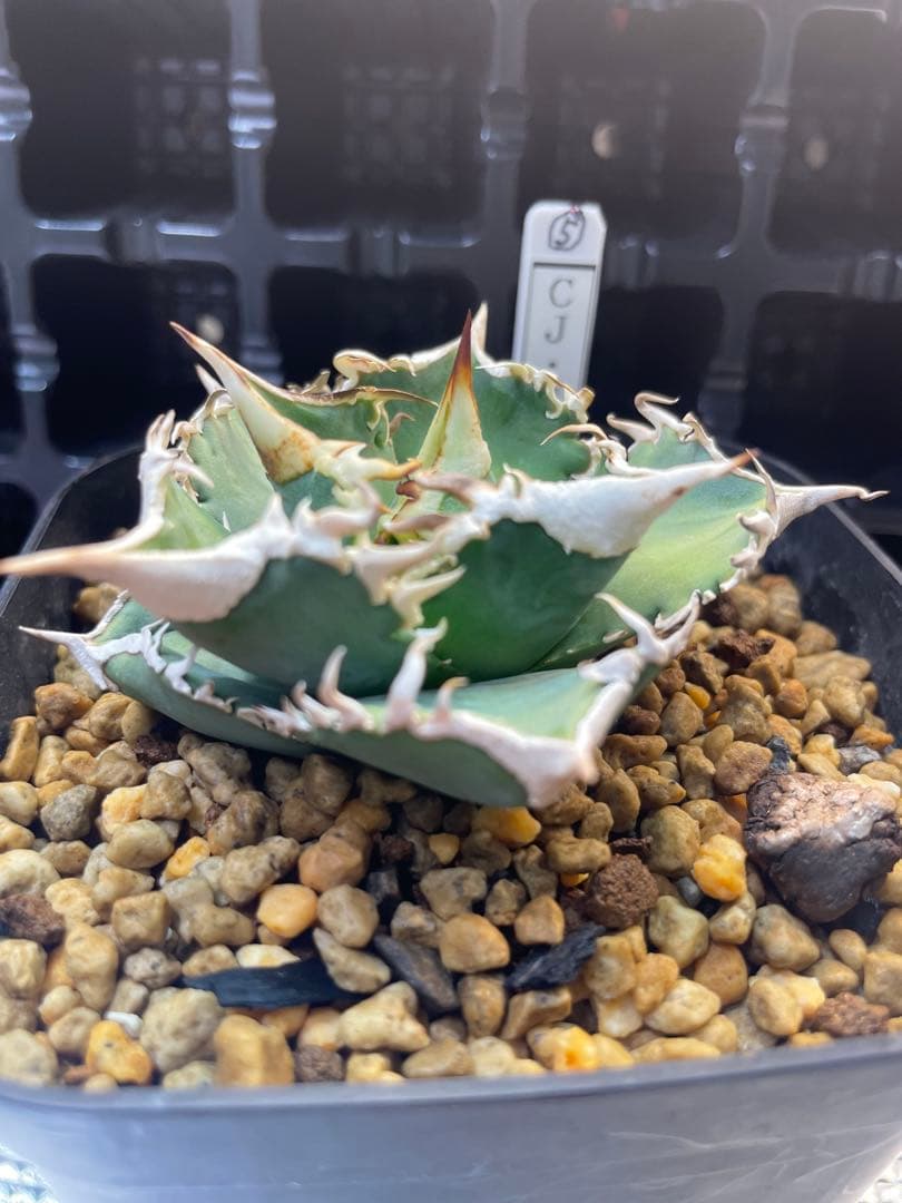 TAKENOKO SHOP アガベチタノタホオジロザメCJスペシャル ⑤