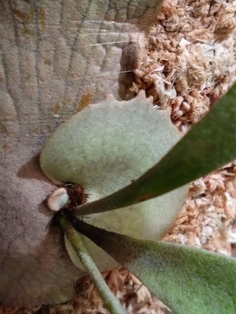 ビカクシダ子株 P. veitchii Auburn