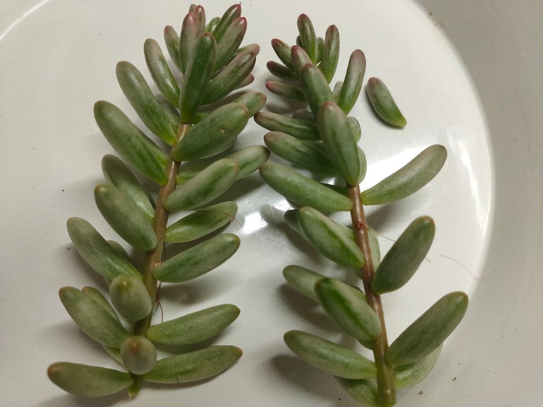 ✿多肉植物・オーロラ✿