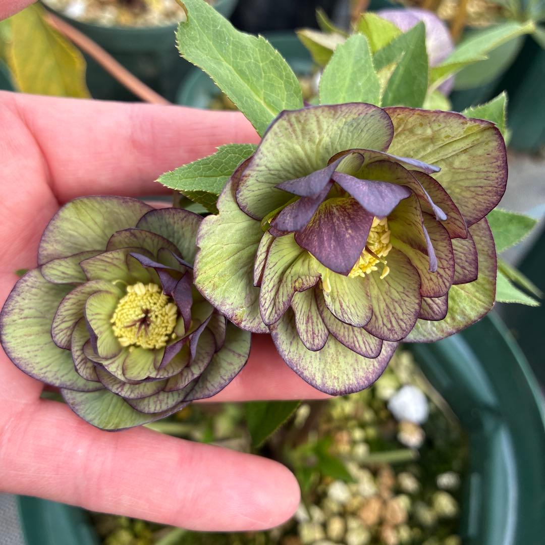 クリスマスローズ　グレープバイカラー　７寸 大株　横向き　お値下げ可能