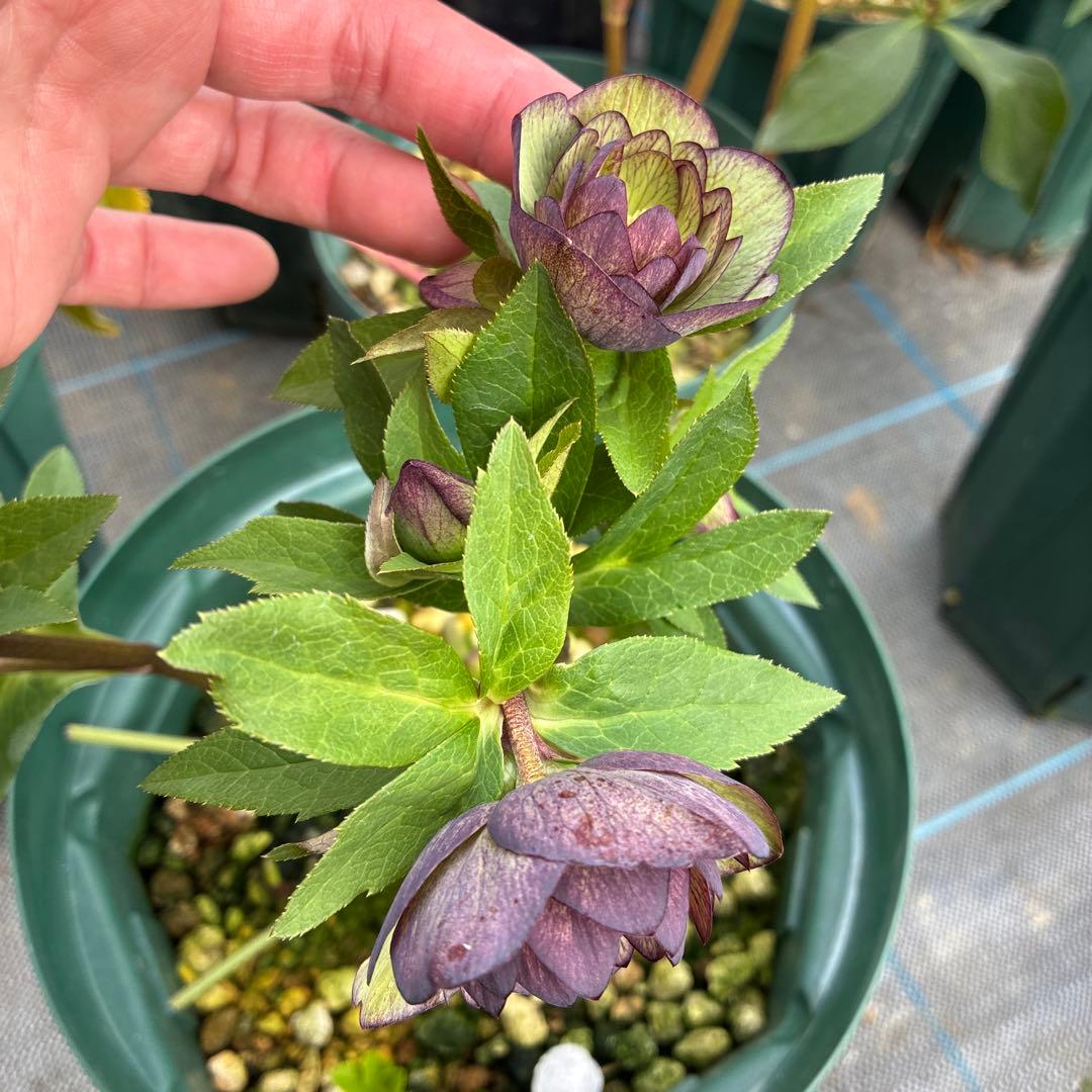 クリスマスローズ　グレープバイカラー　７寸 大株　横向き　お値下げ可能