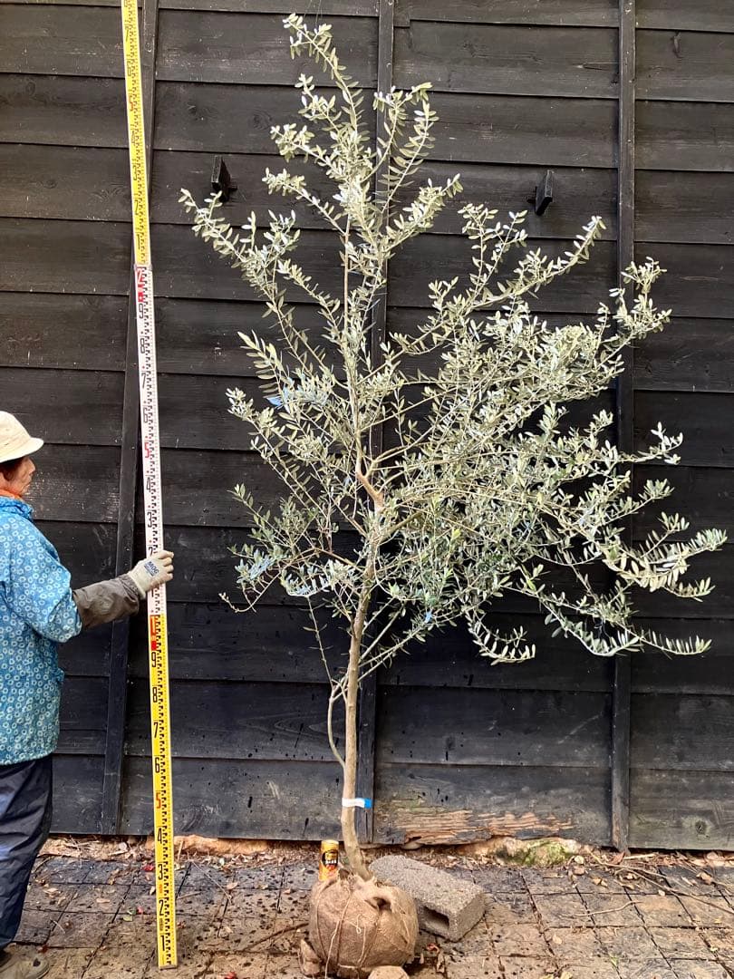 希少　オリーブの木　カリフォルニアクイーン