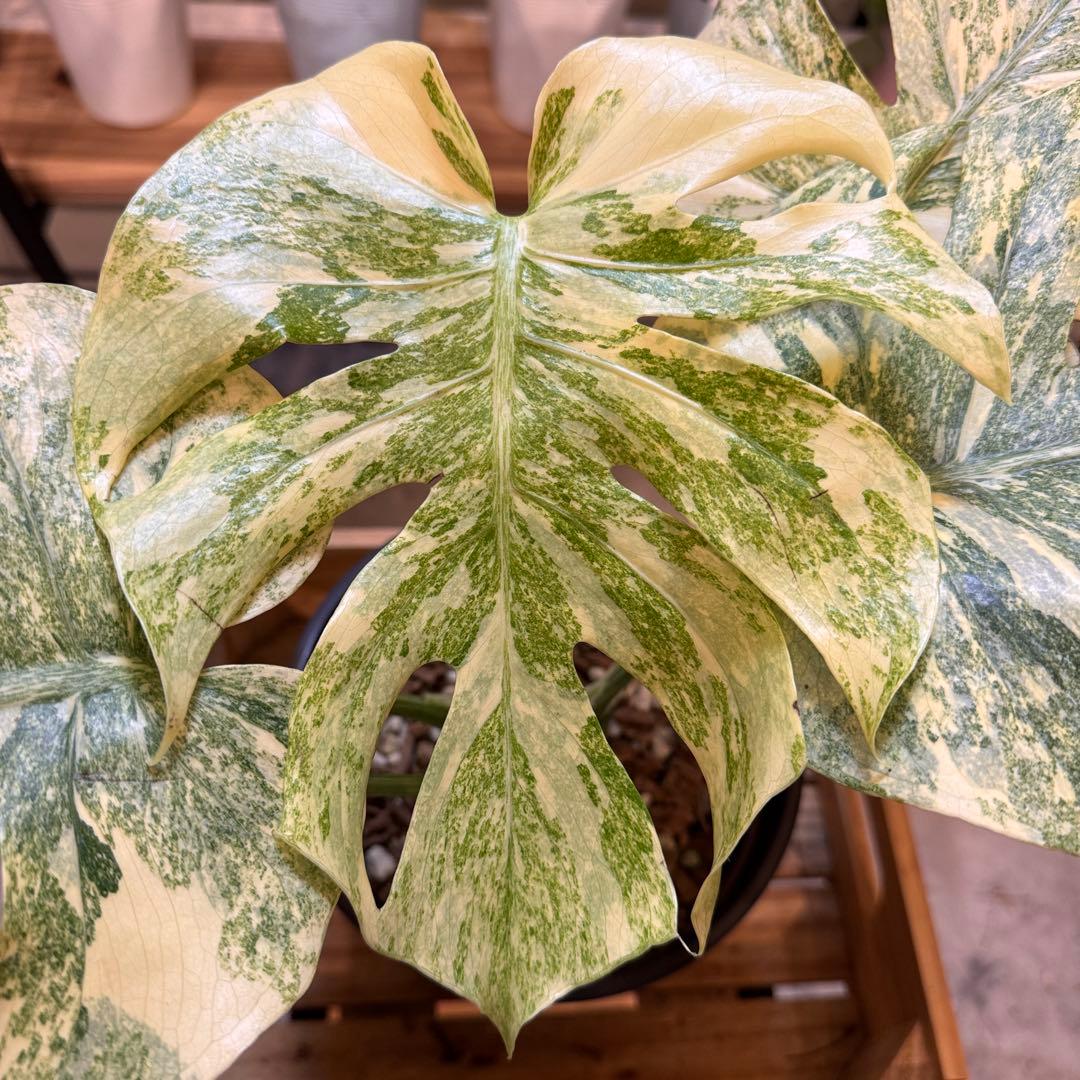 6 モンステラ　レガシー　‘ダイヤモンド’ 美しい白さ　極上の一株