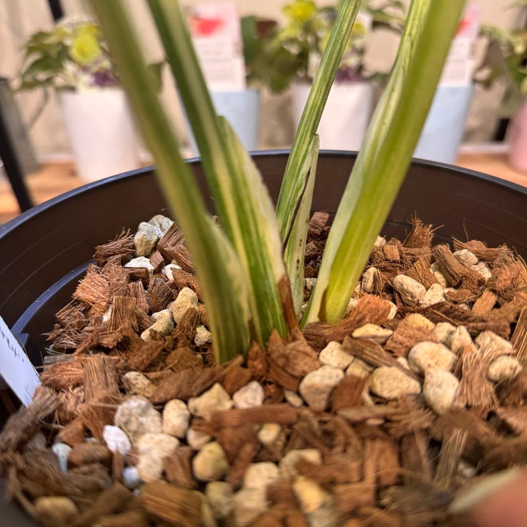 6 モンステラ　レガシー　‘ダイヤモンド’ 美しい白さ　極上の一株