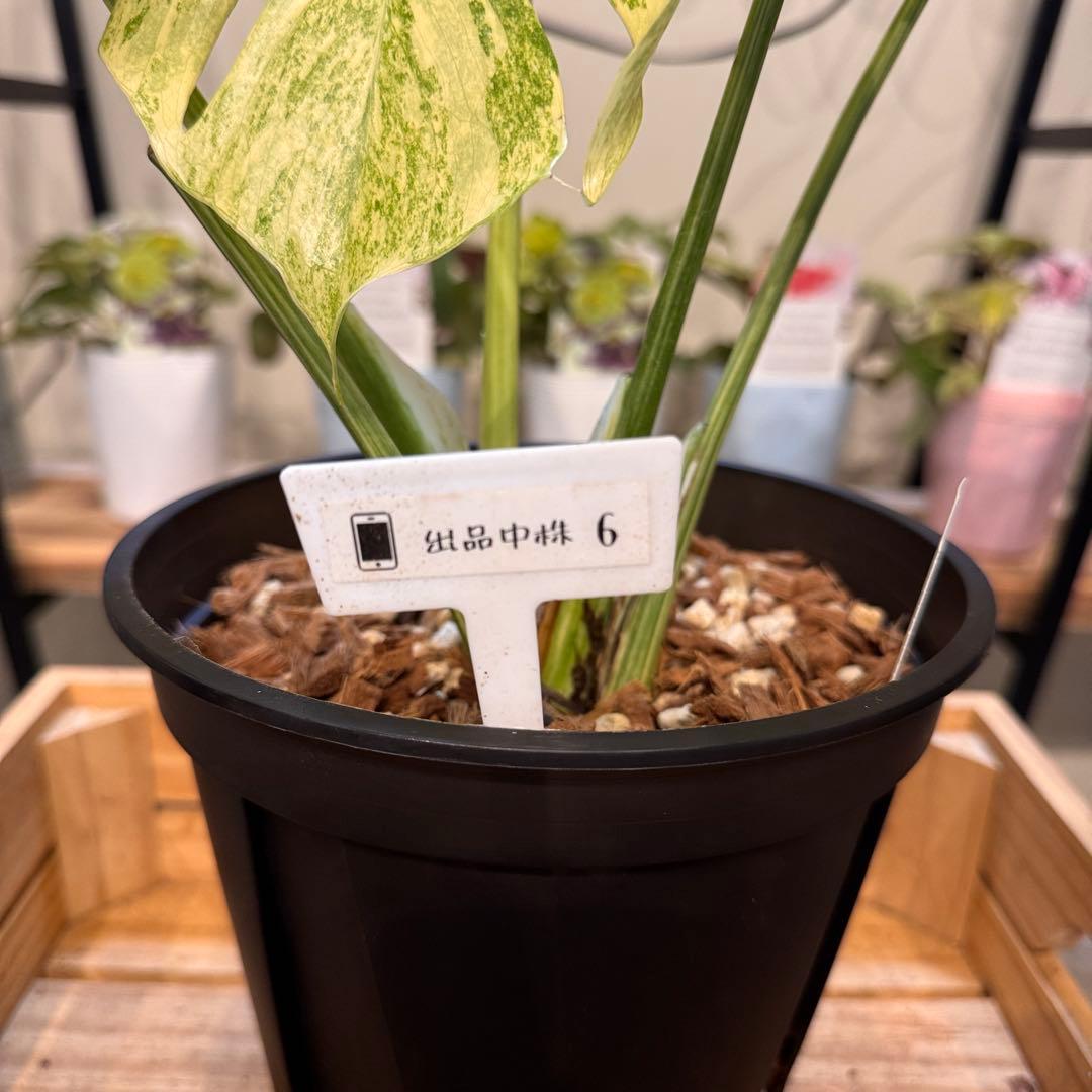 6 モンステラ　レガシー　‘ダイヤモンド’ 美しい白さ　極上の一株