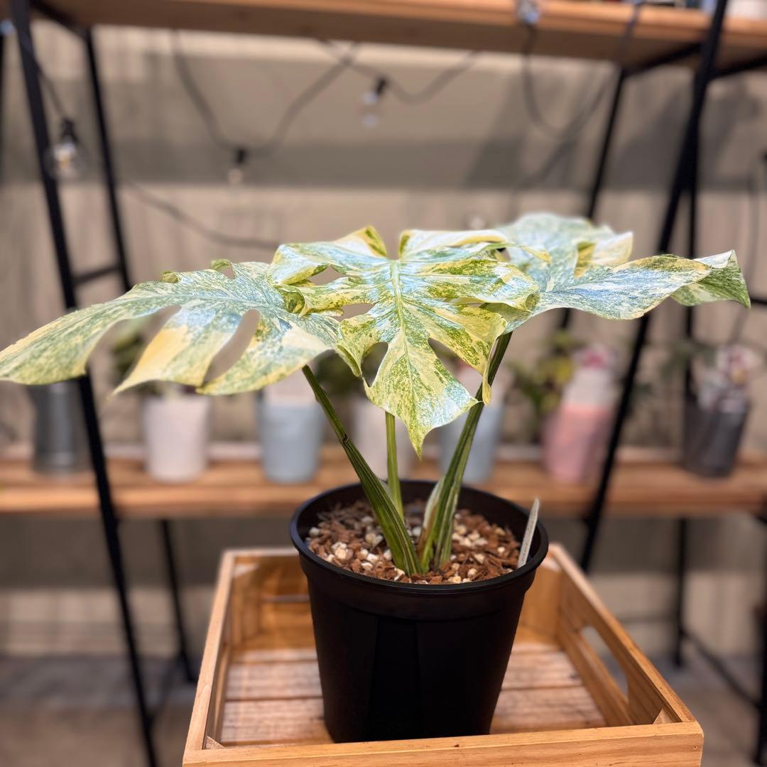 6 モンステラ　レガシー　‘ダイヤモンド’ 美しい白さ　極上の一株