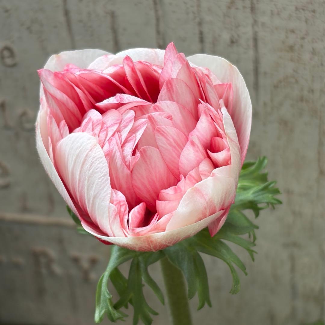 【1年株】八重咲きアネモネ momo もも　オフホワイト赤みピンク系《2/5》