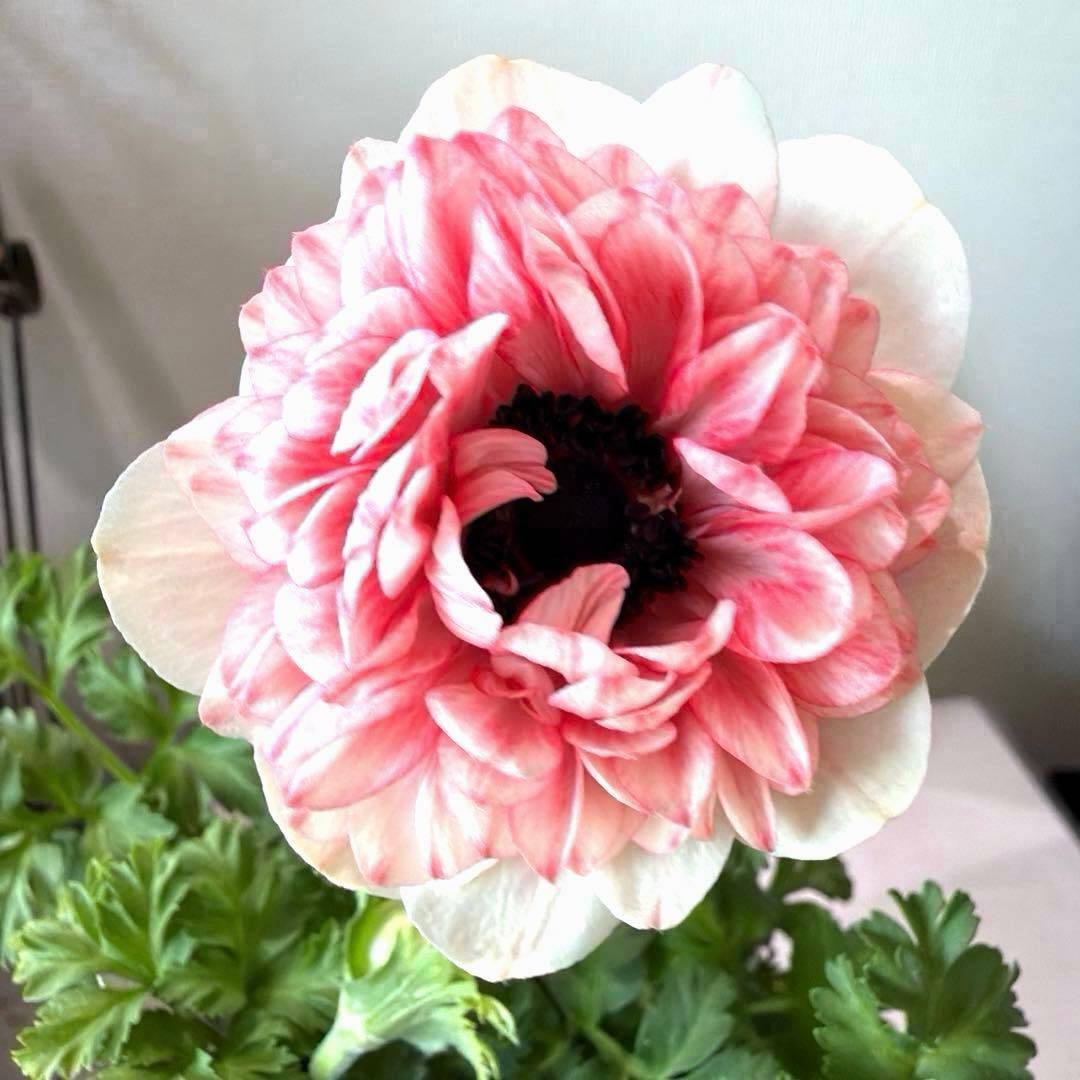 【1年株】八重咲きアネモネ momo もも　オフホワイト赤みピンク系《2/5》