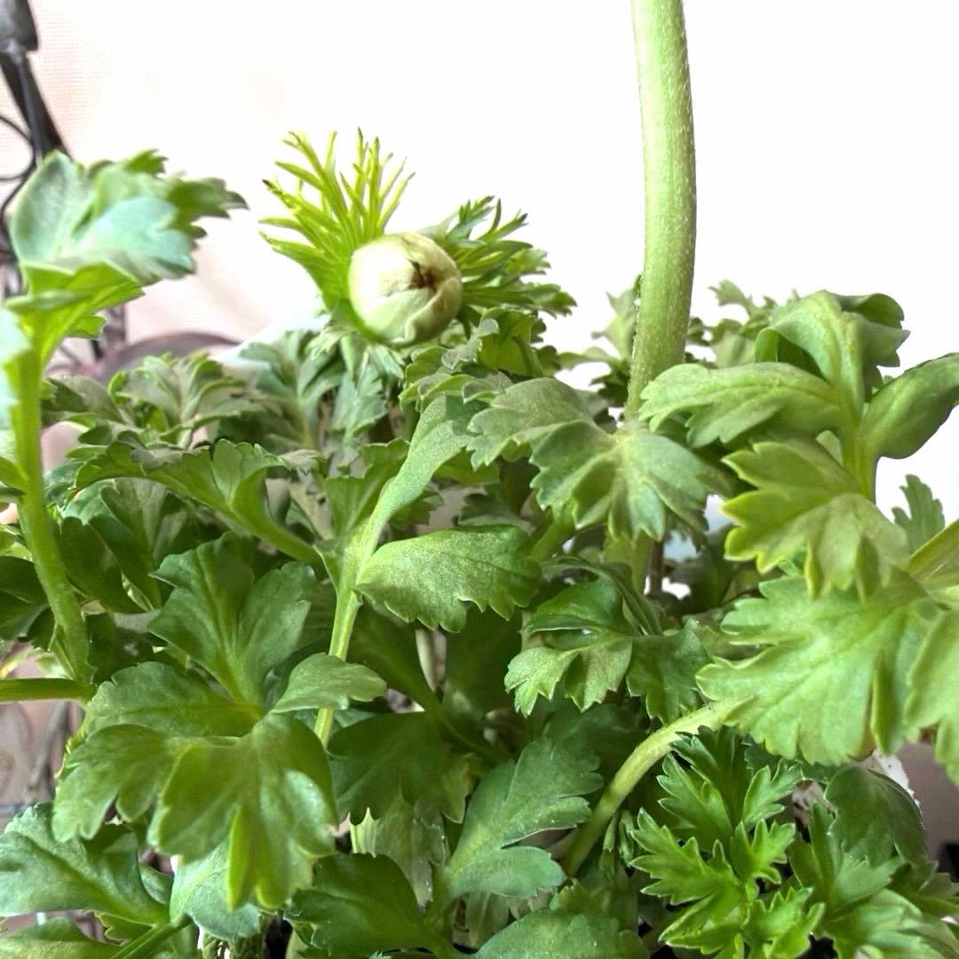 【1年株】八重咲きアネモネ momo もも　オフホワイト赤みピンク系《2/5》