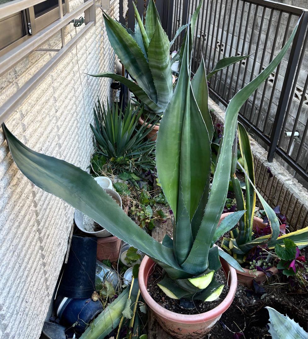 特大‼️ レア‼️ 極耐寒性モンスター アガベ シグマトフィラ