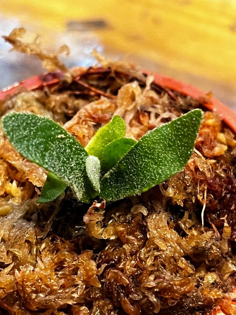 ビカクシダ　Ｐ.willinckii Asurada Spore