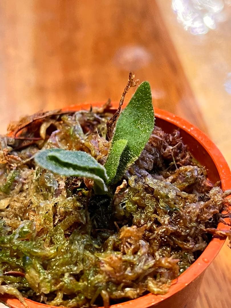 ビカクシダ　Ｐ.willinckii Asurada Spore