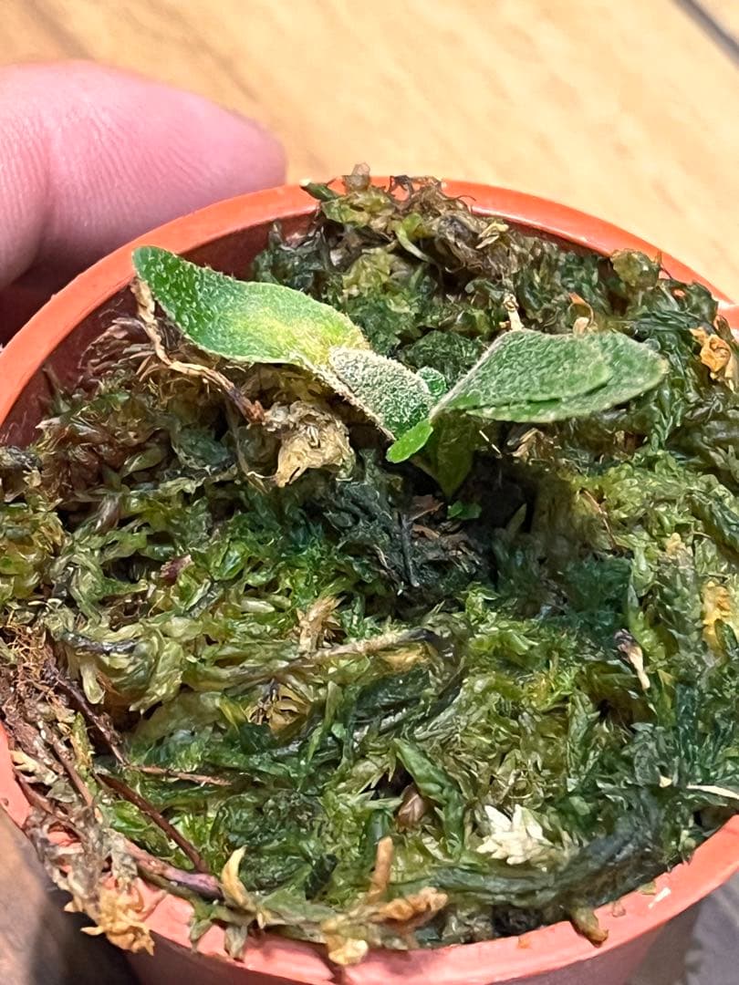 ビカクシダ　Ｐ.willinckii Asurada Spore