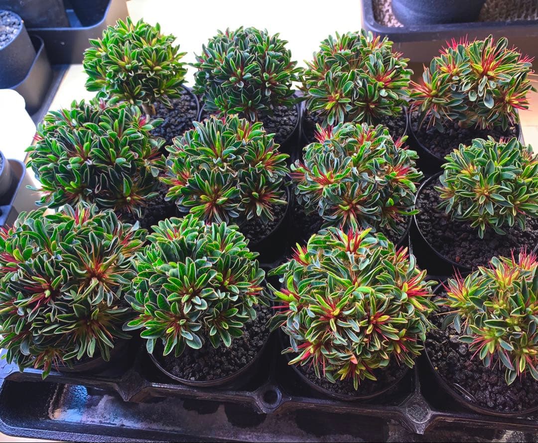 トーマスさま専用（ギラウミニアナ種子35粒）