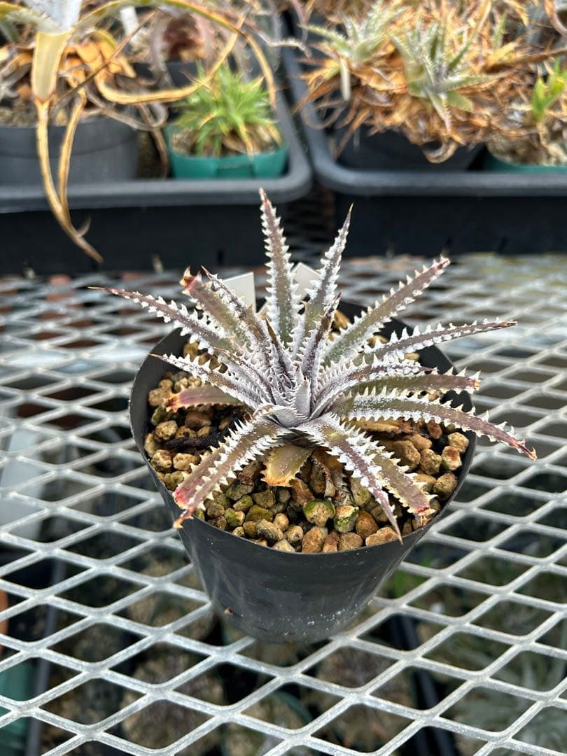 メガレア ビルベイカー ディッキア Dyckia First Cousin ⑵