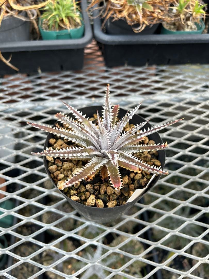 メガレア ビルベイカー ディッキア Dyckia First Cousin ⑵