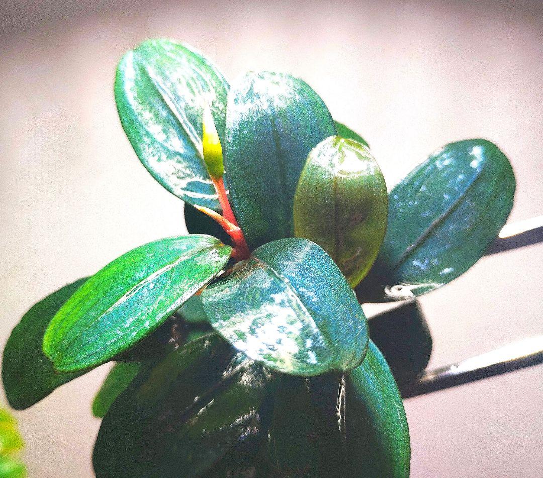 Bucephalandra sp. Black Pearl希少種★美株大株