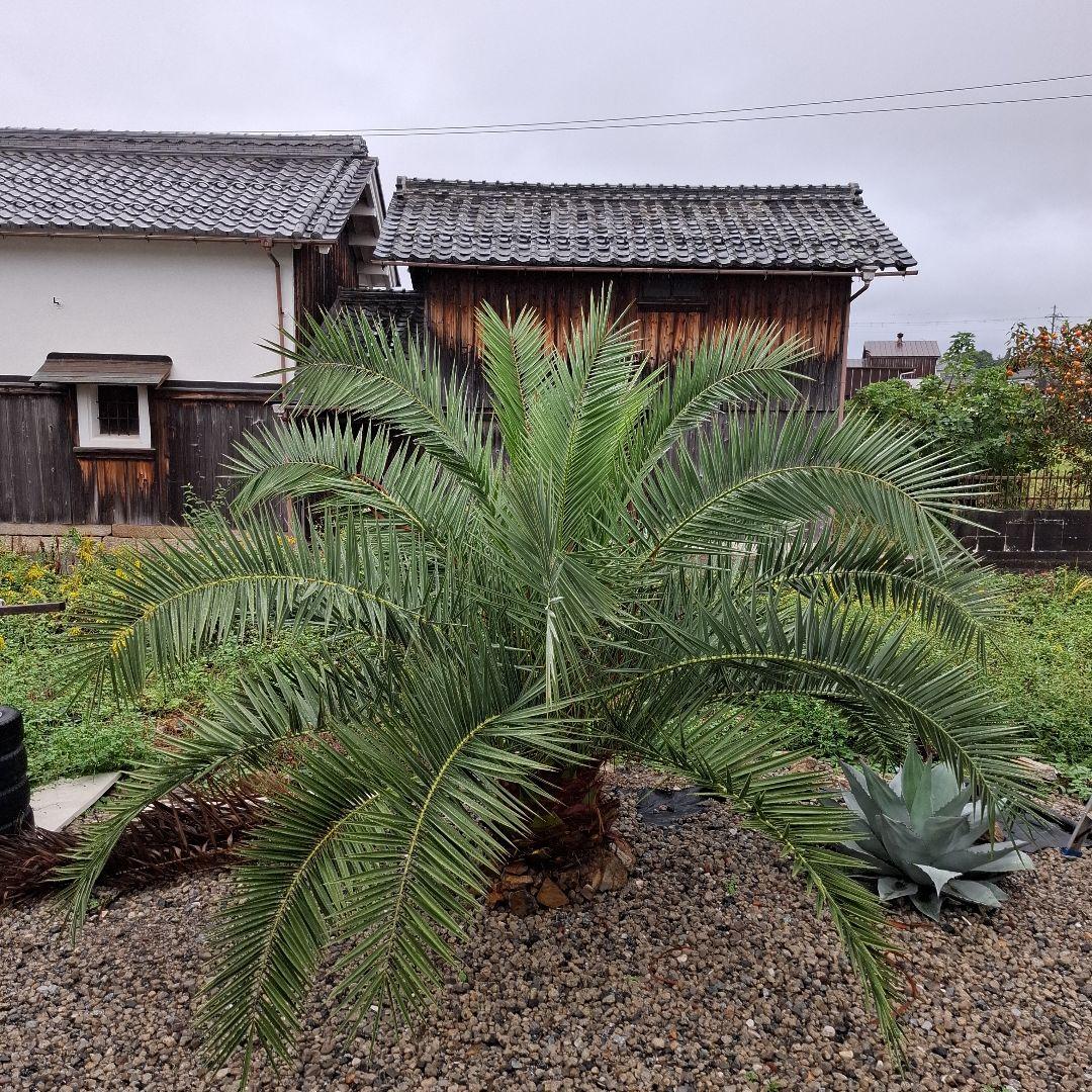 フェニックス カナリーヤシ 特大 (引き取り限定)