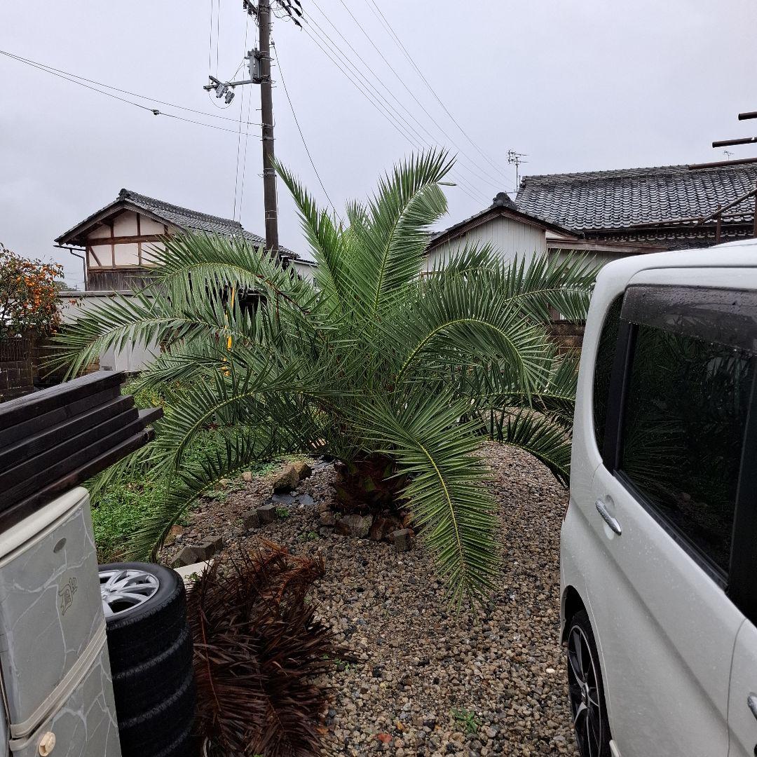 フェニックス カナリーヤシ 特大 (引き取り限定)