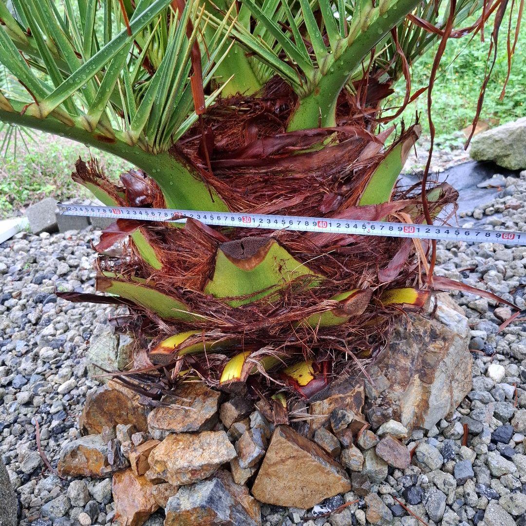 フェニックス カナリーヤシ 特大 (引き取り限定)