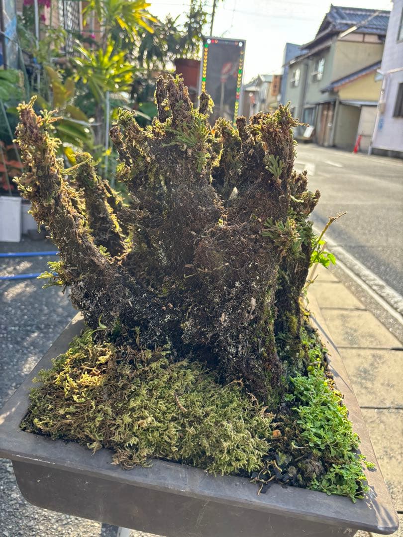 NO １０ イワヒバ(岩松) 物凄い幹の 数 30年物 投売り