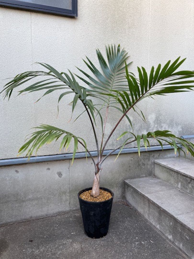 直接のお引取歓迎 Plant■トックリヤシ/ 観葉植物/115cm■膨らんだ根元
