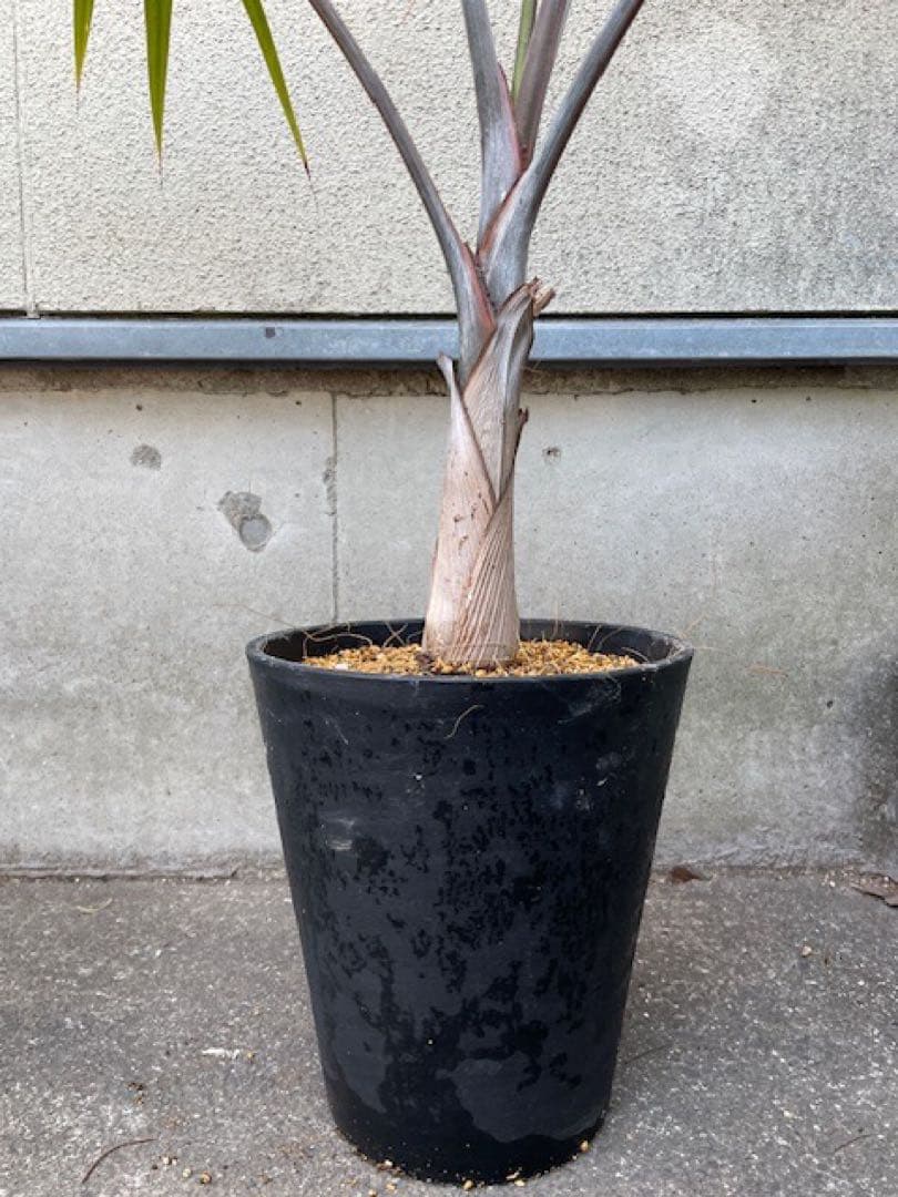 直接のお引取歓迎 Plant■トックリヤシ/ 観葉植物/115cm■膨らんだ根元