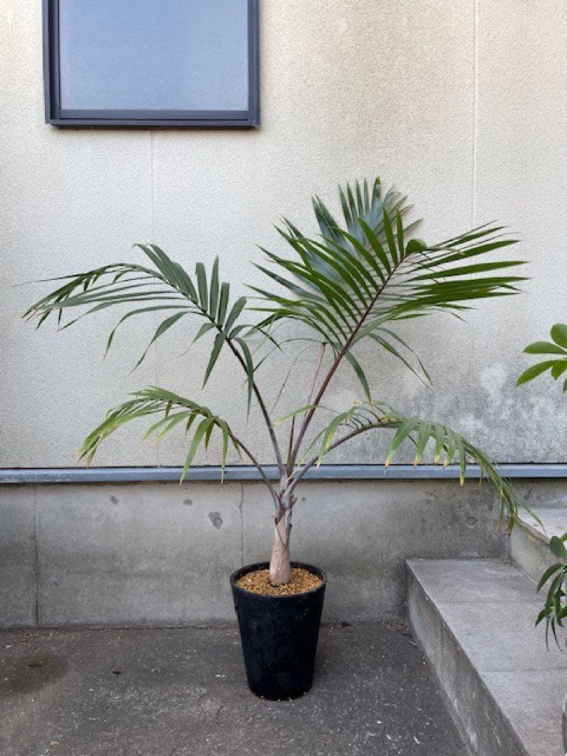 直接のお引取歓迎 Plant■トックリヤシ/ 観葉植物/115cm■膨らんだ根元