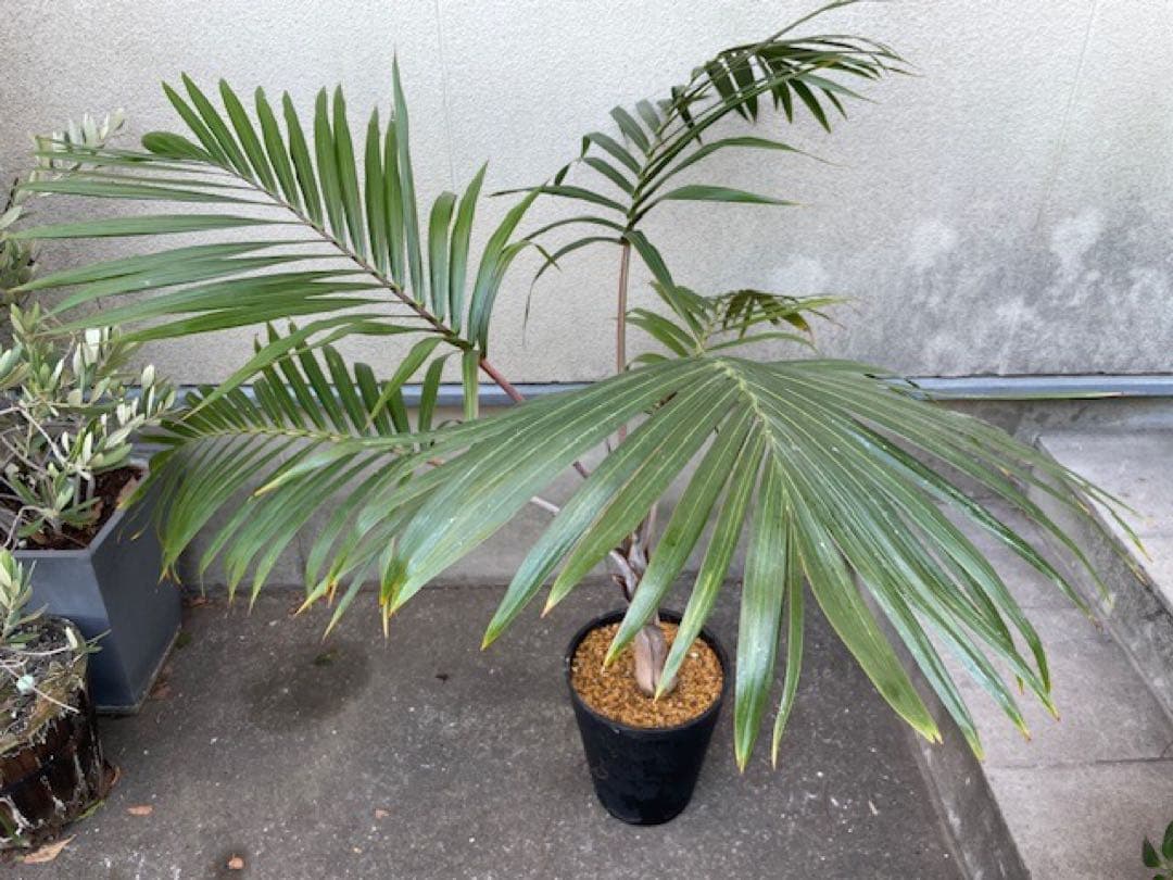 直接のお引取歓迎 Plant■トックリヤシ/ 観葉植物/115cm■膨らんだ根元