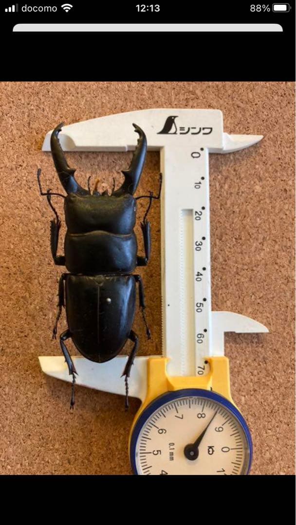 馬度産ヒラタ&オキナワヒラタ&ネブト