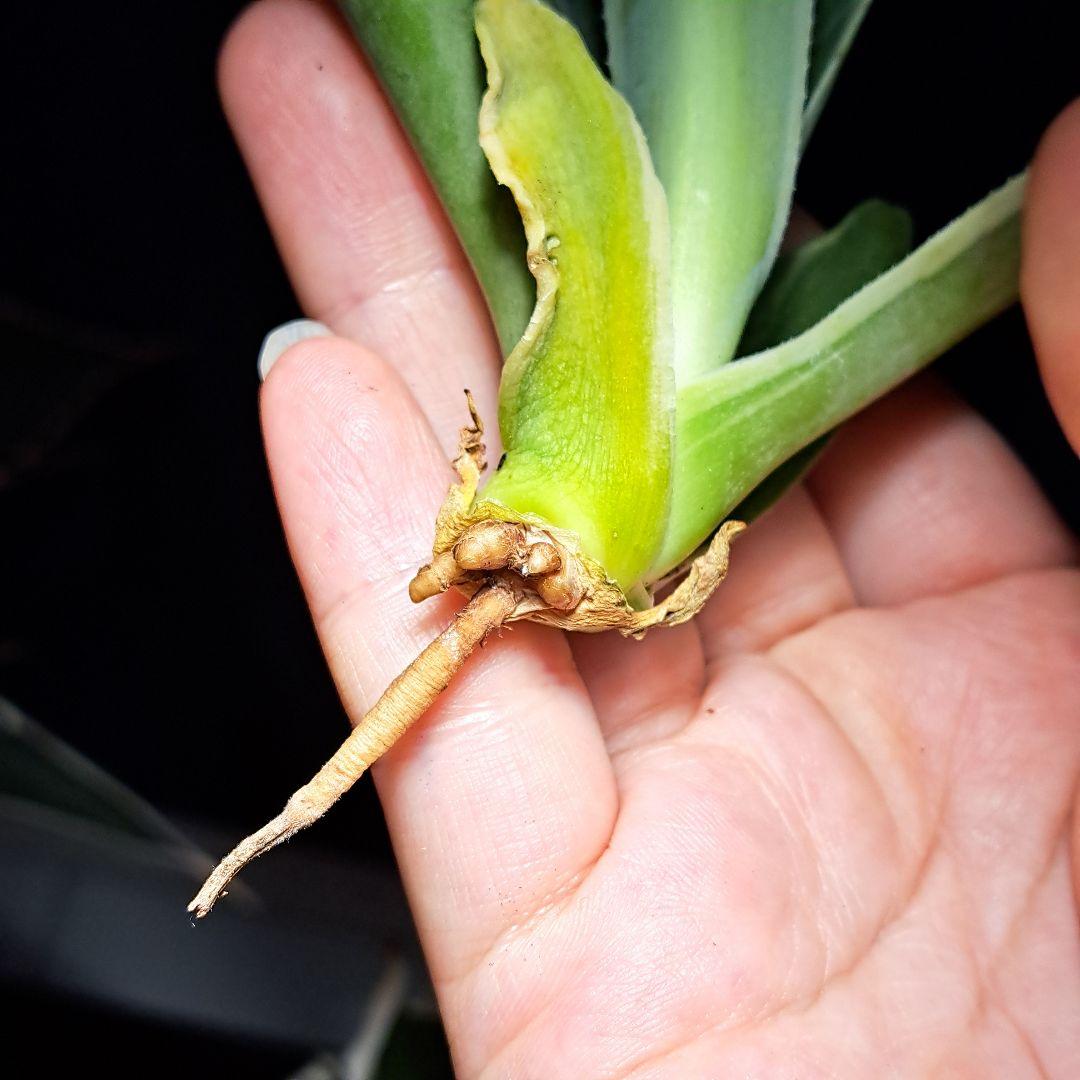 ★根付き大子株★オルカ★　アガベ　オバティフォリア　オルカ　②