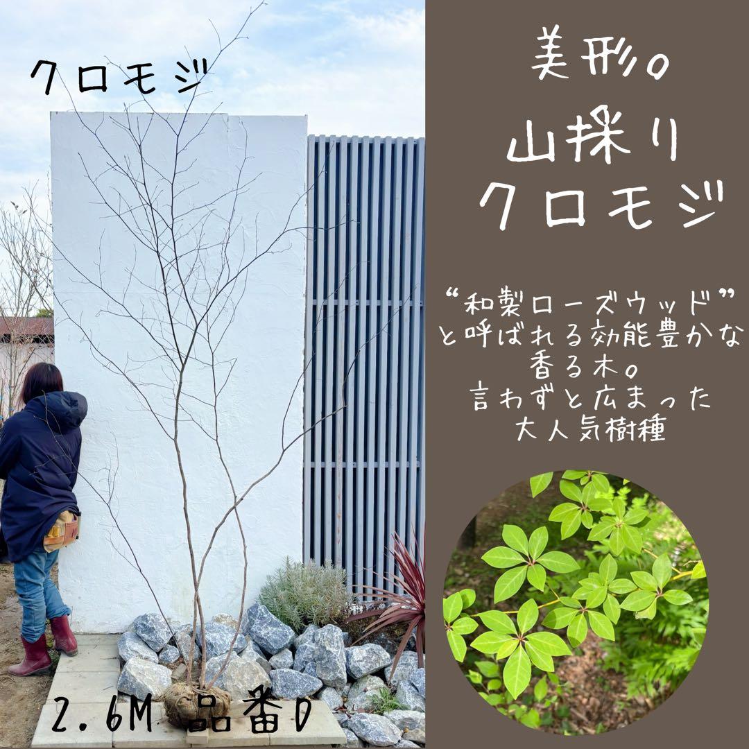 美形。山採りクロモジ2.6M(鉢底から)品番D