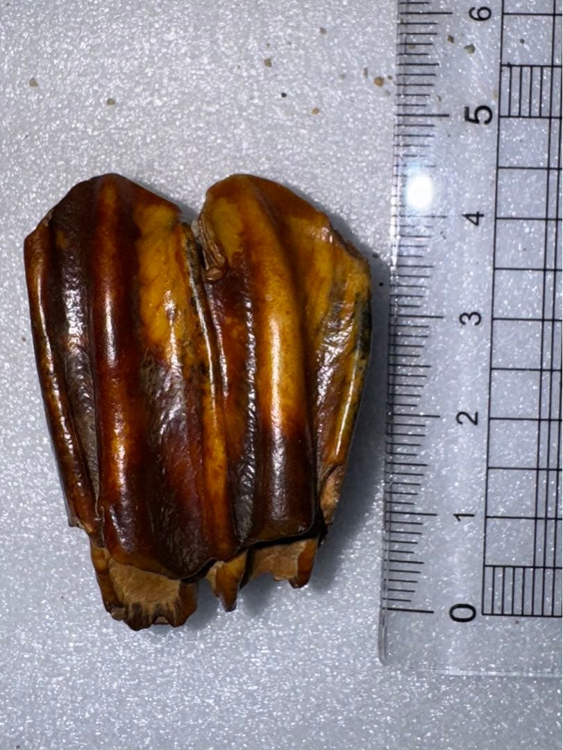 沖縄産、牛の歯化石