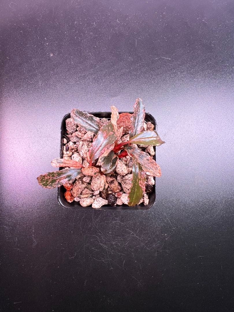 水草 Bucephalandra sp. Variegata Pink