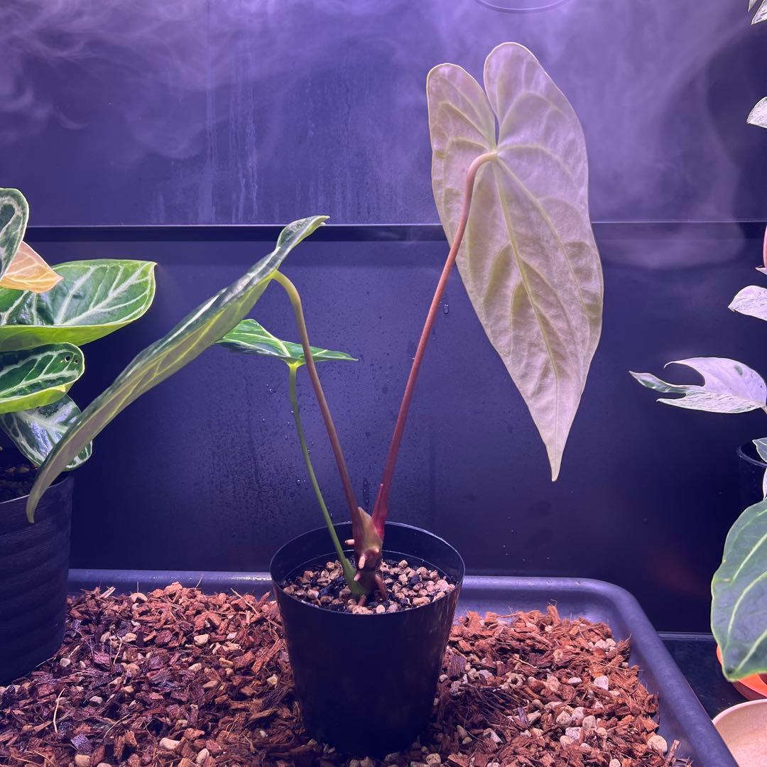 サイズ特大葉❗️超絶希少❗️アンスリウムレガレダークフォーム 新葉展開中✨️