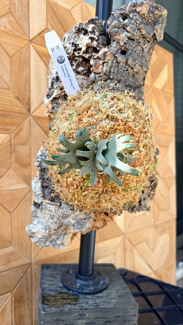 Platycerium willinckii “Jenny OC”①