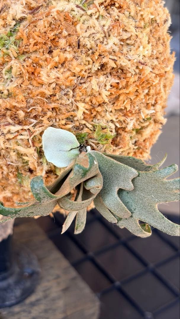 Platycerium willinckii “Jenny OC”①
