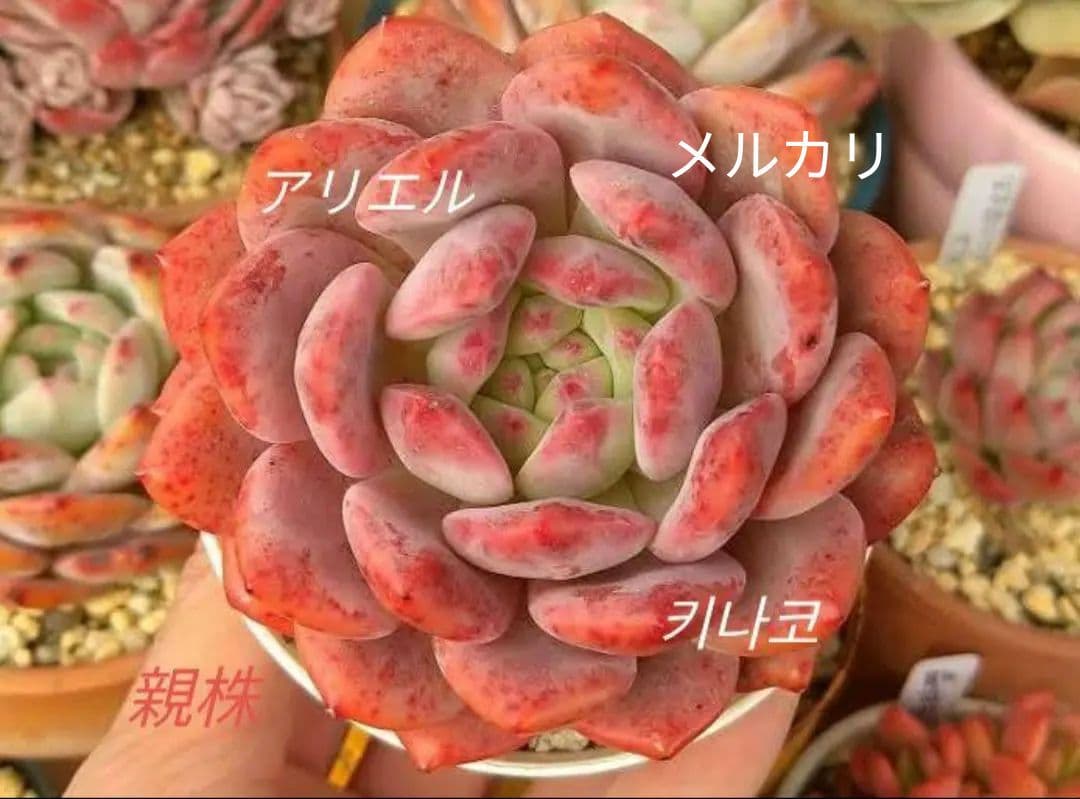 血斑入りアリエル 韓国苗 葉挿し 多肉植物 血しぶき