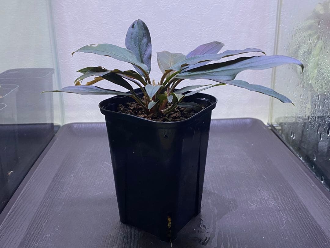 ホマロメナ / Homalomena sp. “濡烏” ネームド株 3株あり