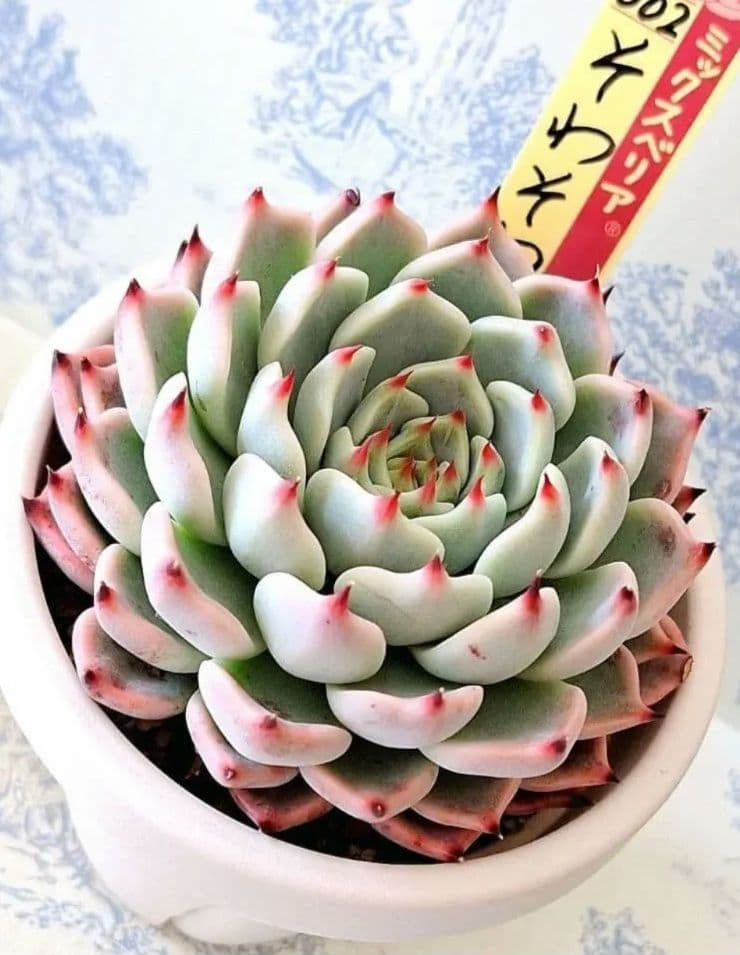 チョコ様 リクエスト 2点 まとめ商品