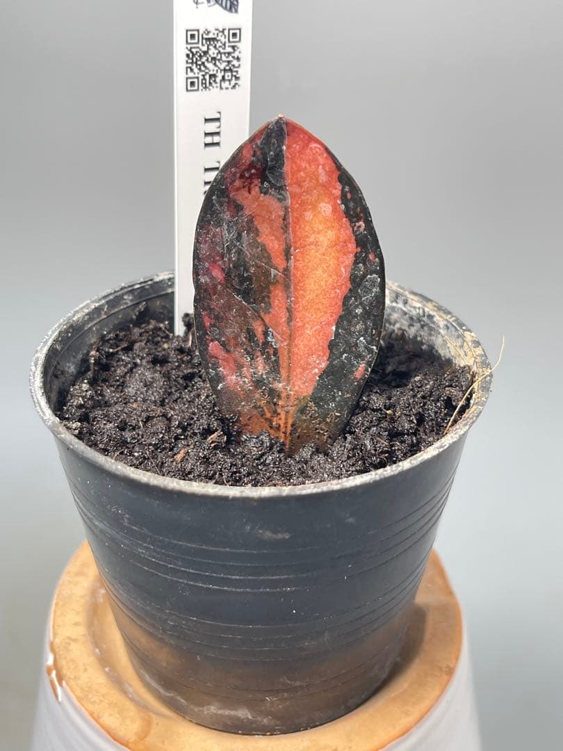 ザミオクルカス ブラック ピンクバリエガータ斑入りZZ plant 13