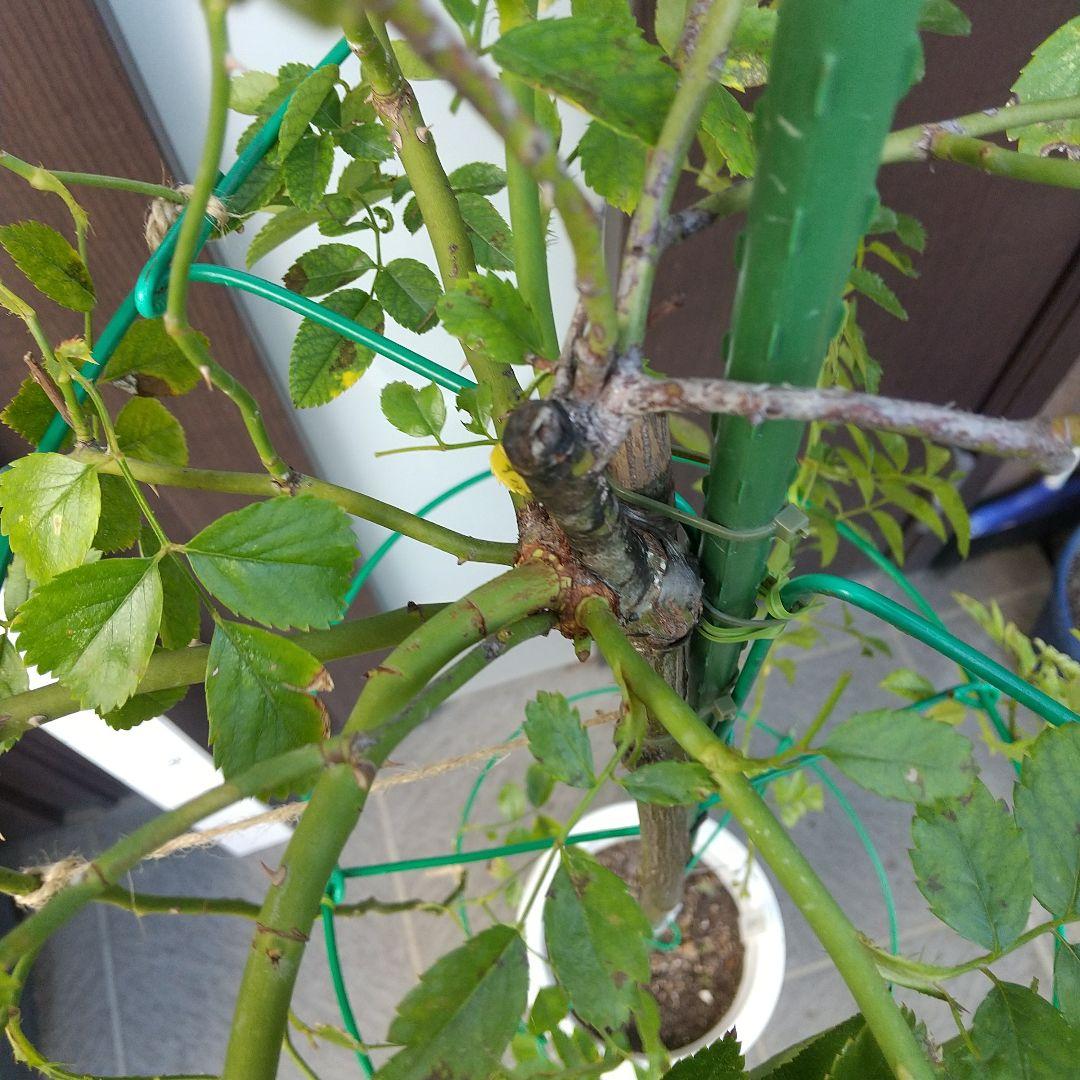 スタンダード仕立てバラ苗(ウィーピングST.スーパーエクセルサ)