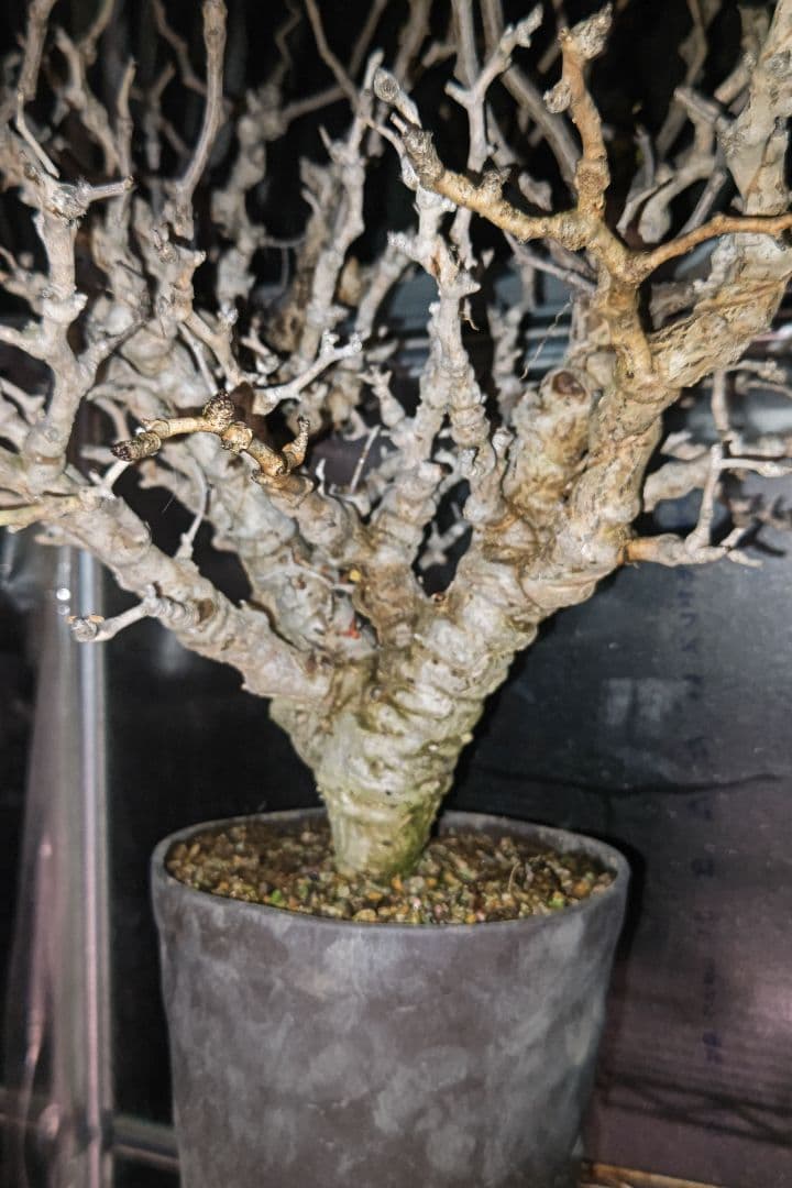 センナ・メリディオナリス ②