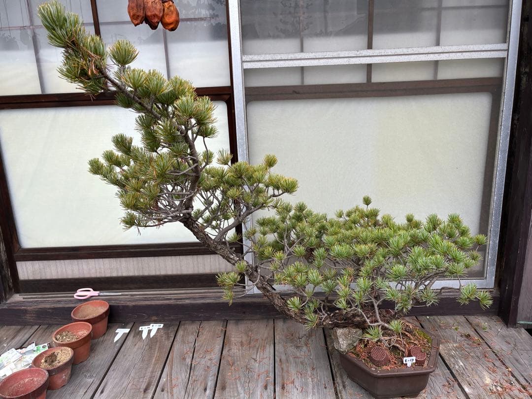 ★盆栽★ 赤石五葉松　E-13 樹齢50年以上　★愛媛県より発送★