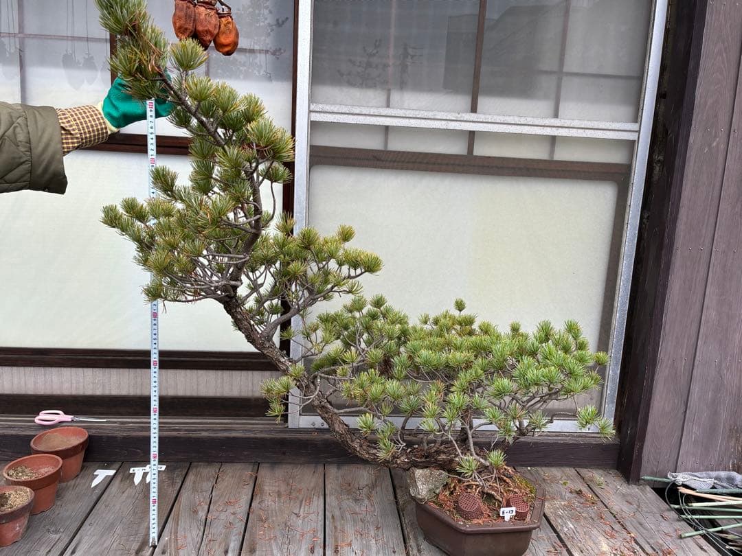 ★盆栽★ 赤石五葉松　E-13 樹齢50年以上　★愛媛県より発送★