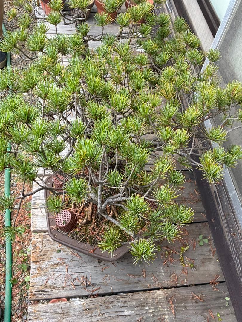 ★盆栽★ 赤石五葉松　E-13 樹齢50年以上　★愛媛県より発送★