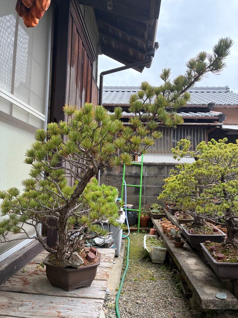 ★盆栽★ 赤石五葉松　E-13 樹齢50年以上　★愛媛県より発送★